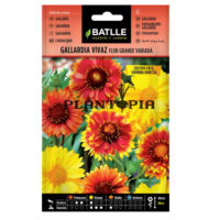 Graines "Gaillarde Vivace aux Fleurs Géantes"