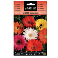 Graines "Gerbera"