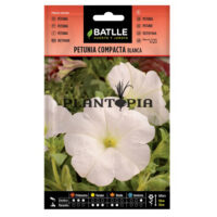 Graines "Pétunia Blanc Compacte"