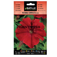 Graines "Pétunia Compacte Rouge"