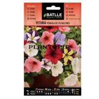 Graines "Pétunia Pendula Des Balcons"