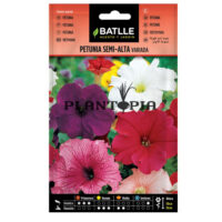 Graines "Pétunia Semi nain Varié"