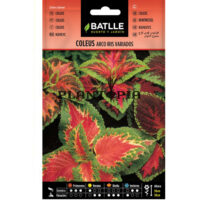 Graines "Coleus"