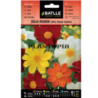 Graines "Dalia Nain Mignon"