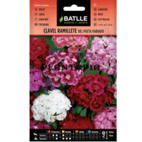 Graines "Oeillet de Poète"