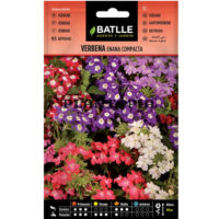 Graines "Verveine Naine des jardins"