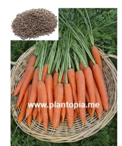 بذور عضوية جزر خيزو توشون للزراعة في المغرب / Graines semences carottes touchon Maroc Plantopia / Carotte seed supplier Morocco