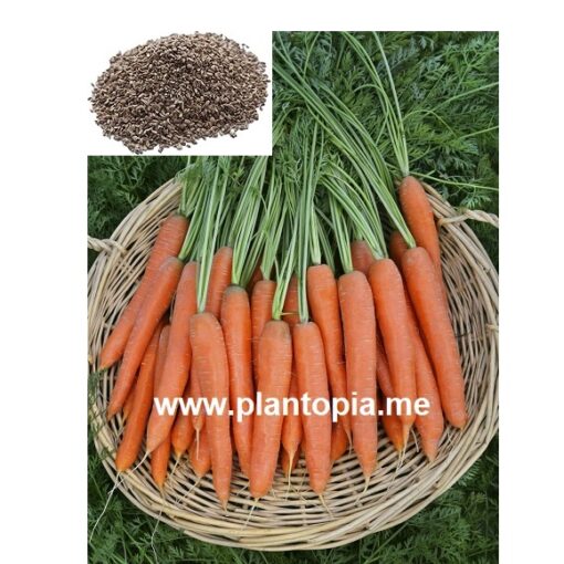 بذور عضوية جزر خيزو توشون للزراعة في المغرب / Graines semences carottes touchon Maroc Plantopia / Carotte seed supplier Morocco