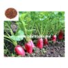 Graines bio organique de radis et légumes au Maroc / Plantopia Maroc / Organic seeds supplier in Morocco / بذور عضوية فجل أحمر في المغرب