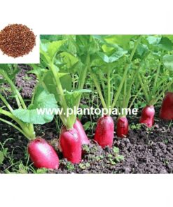 Graines bio organique de radis et légumes au Maroc / Plantopia Maroc / Organic seeds supplier in Morocco / بذور عضوية فجل أحمر في المغرب