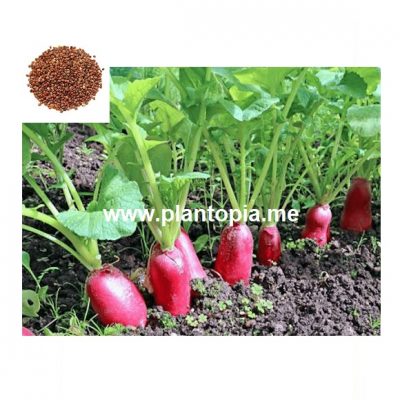 Graines bio organique de radis et légumes au Maroc / Plantopia Maroc / Organic seeds supplier in Morocco / بذور عضوية فجل أحمر في المغرب