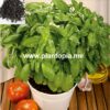 Graines & semences bio organique de basilic aromatique comestible italien genev Plantopia MAroc / Italian Basil seeds supplier in Morocco / بذور ريحان إيطالي عضوية في المغرب