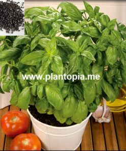 Graines & semences bio organique de basilic aromatique comestible italien genev Plantopia MAroc / Italian Basil seeds supplier in Morocco / بذور ريحان إيطالي عضوية في المغرب