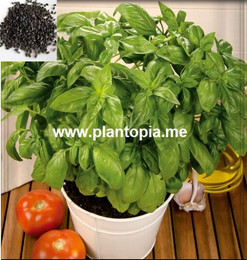 Graines & semences bio organique de basilic aromatique comestible italien genev Plantopia MAroc / Italian Basil seeds supplier in Morocco / بذور ريحان إيطالي عضوية في المغرب