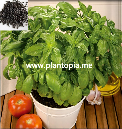 Graines & semences Bio Basilic Italien Genovese - Plantopia Maroc