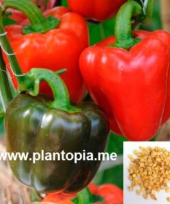Graines & semences bio au MAroc - Poivron Piment Paprika Yolo Wonder - Plantopia Maroc - بذور عضوية فلفل بابريكا حلو حار في المغرب