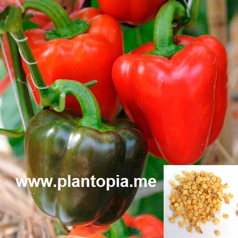Graines & semences bio au MAroc - Poivron Piment Paprika Yolo Wonder - Plantopia Maroc - بذور عضوية فلفل بابريكا حلو حار في المغرب