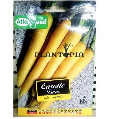 Plantopia Maroc / graines carottes / semences carottes / vendeur de semences Maroc / بذور زراعية أصناف قديمة من الجزر / بيع البذور الزراعية في المغرب
