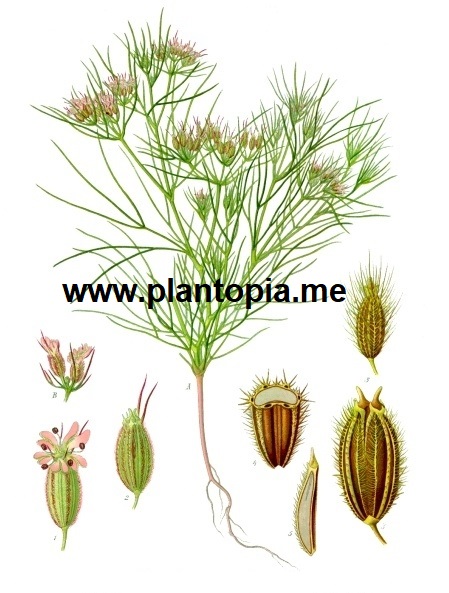 Graines & Semences Bio Nigelle aromatique - Plantopia Maroc