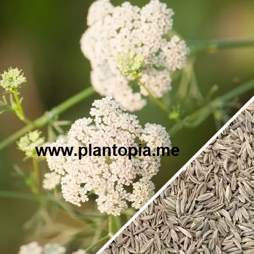 Cumin en graines Sénégal |  Produit Maroc