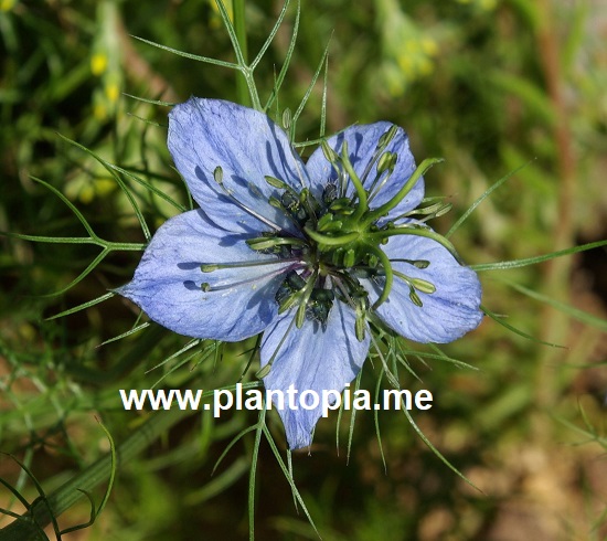 Graines de nigelle cultivée (Nigella Sativa) / Cumin Noir