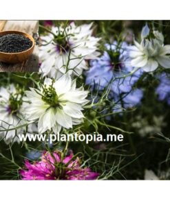 سانوج Graines é semences de nigelle aromatique - Cumin noir - au Maroc / graines Nigella Sativa / Plantopia Maroc / Nigella seeds suplier flower Morocco / بذور نبتة حبة البركة او الحبة السوداء