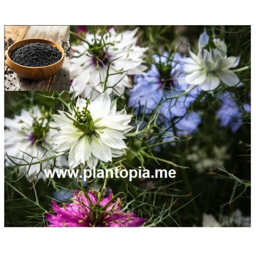 سانوج Graines é semences de nigelle aromatique - Cumin noir - au Maroc / graines Nigella Sativa / Plantopia Maroc / Nigella seeds suplier flower Morocco / بذور نبتة حبة البركة او الحبة السوداء