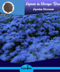 Graines bio fleurs Maroc / Plantopia Maroc / بذور زهور عضوية في المغرب