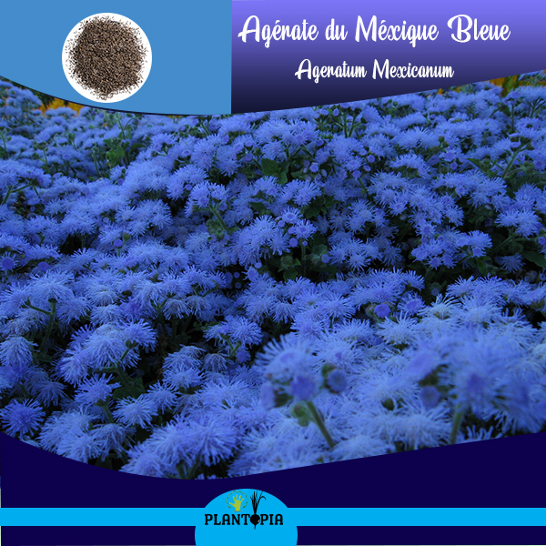 Graines bio fleurs Maroc / Plantopia Maroc / بذور زهور عضوية في المغرب