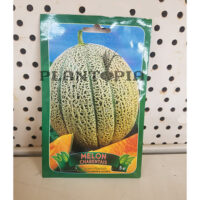Semences Melon Charentais au Maroc / Graines Bio Maroc / بذور بطيخ شارونطي في المغرب
