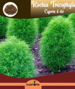 Graines et semences de Kochia au Maroc / بذور الكوشيا مكنسة الجنة في المغرب