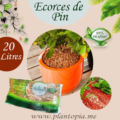 Ecorces de pin Maroc / Paillage Maroc / Paillis Maroc / Pin Maroc / Plantopia Maroc / لحاء الصنوبر طبيعي للنباتات في المغرب
