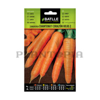 graines & semences horticoles maroc / plantes maroc / graines carottes maroc / chantenay à coeur rouge Maroc / Semences bio / بذور جزر صنف شارونتي للزراعة المنزلية في المغرب
