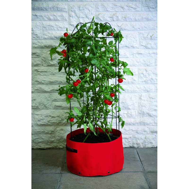 cultiver tomate en pot