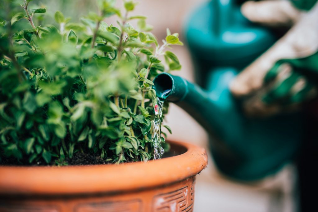 arrosage des plantes en pot Maroc