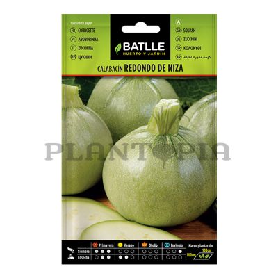 graines courgette ronde de nice / semence courgette maroc / بذور يقطين فرنسي مدور في المغرب