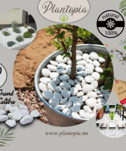 Billes d'argile naturelles pour paillage et drainage - Plantopia Maroc