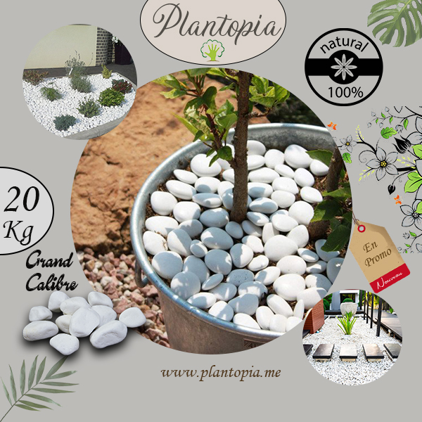 Sachet galets blancs - Petit calibre - Plantopia Maroc