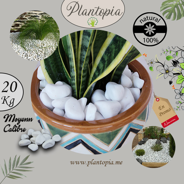 Sachet galets blancs - Petit calibre - Plantopia Maroc