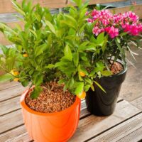 Ecorces de pin Maroc / Paillage Maroc / Paillis Maroc / Pin Maroc / Plantopia Maroc / لحاء الصنوبر طبيعي للنباتات في المغرب
