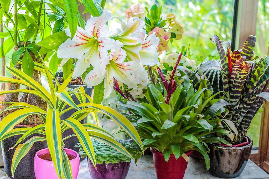 Plantes en pot au Maroc