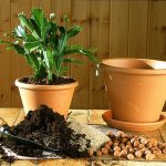 astuces jardinage / plantes en pot / entretenir les plantes en pot
