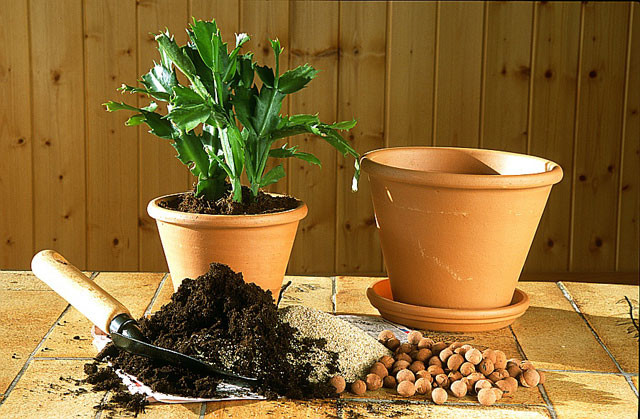 astuces jardinage / plantes en pot / entretenir les plantes en pot