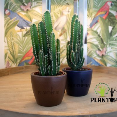 mini pots maroc / jardinière maroc / grand pot / jardinière en bois maroc / paysagiste maroc / cactus maroc / pour cactus maroc /إصيص صغير للصباريات في المغرب / صباريات المغرب / عصاريات المغرب / ثمن نباتات