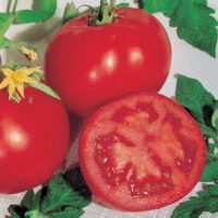 Tomate Campbell 33 Maroc - Semences de tomate au Maroc - Graines de tomate campbell 33 / بذور زراعية طماطم كامبيل 33 في المغرب