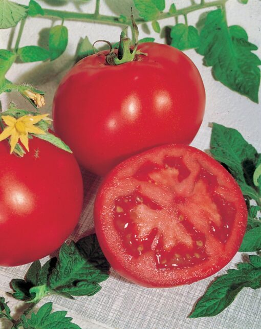 Tomate Campbell 33 Maroc - Semences de tomate au Maroc - Graines de tomate campbell 33 / بذور زراعية طماطم كامبيل 33 في المغرب