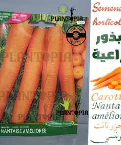 Semences de carottes au Maroc / Carotte nantaise ameliorée / fournisseur de semences au Maroc / بذور الجزر الزراعية في المغرب