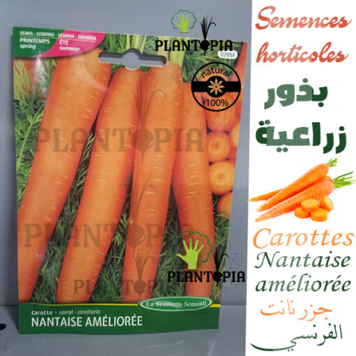 Semences de carottes au Maroc / Carotte nantaise ameliorée / fournisseur de semences au Maroc / بذور الجزر الزراعية في المغرب