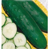 semences de concombre poinset 76 au Maroc / Graines Concombre Maroc / Poinset 76 MAroc / بذور زراعية الخيارفي المغرب
