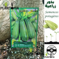 Courgette verte d'Alger graines / Semences courgette verte d'alger Maroc / Courgette Maroc / Semences courgette Maroc / Graines courgette Maroc / Graines potagères Maroc / بذور يقطين زراعية / بذور القرع الزراعية